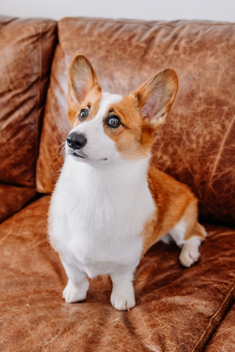 Marshall Tash, corgi