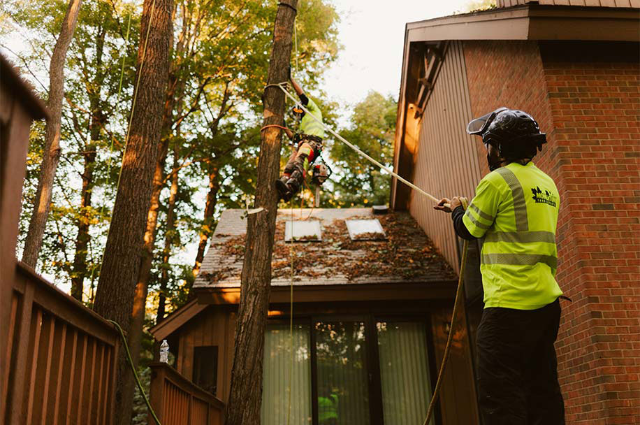 Professional Tree Services - Momentum Tree Experts