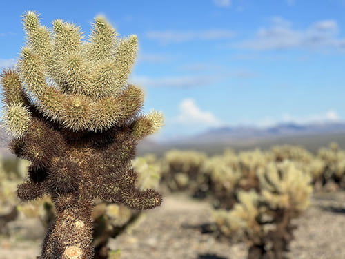 the stars in Joshua Tree National Park