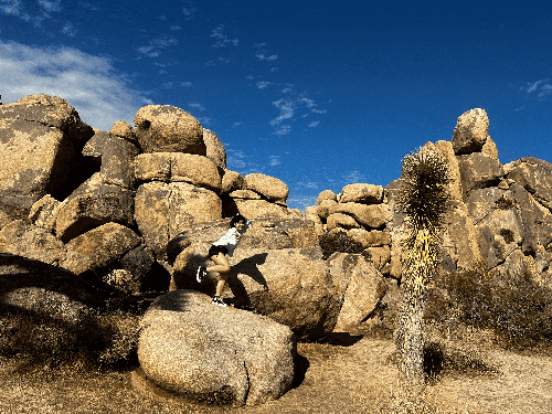 the stars in Joshua Tree National Park