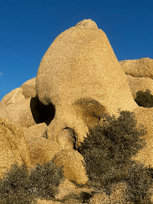 the stars in Joshua Tree National Park