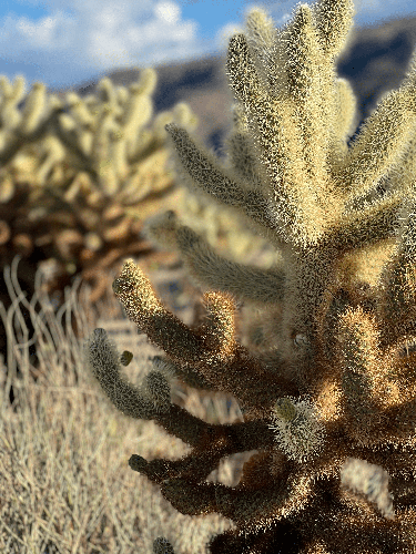 the stars in Joshua Tree National Park