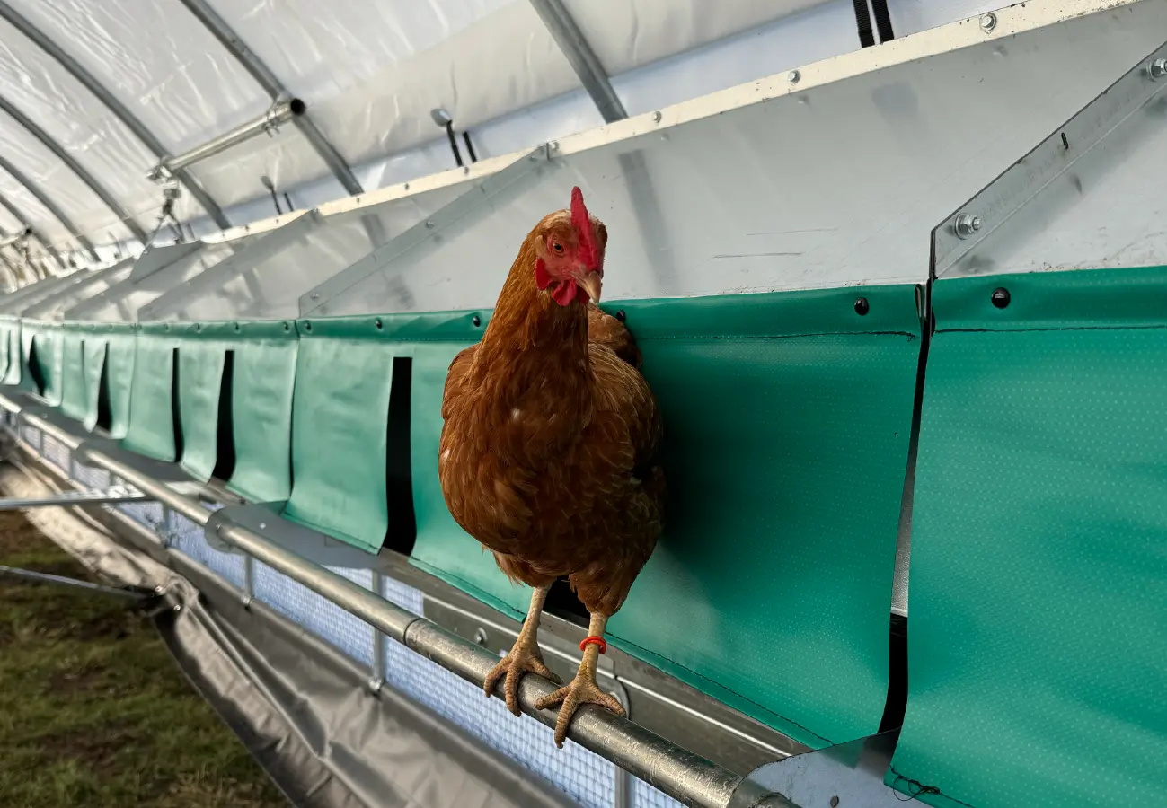 Single brown hen perched on a green roosting bar inside a ROVA|BARN mobile coop.