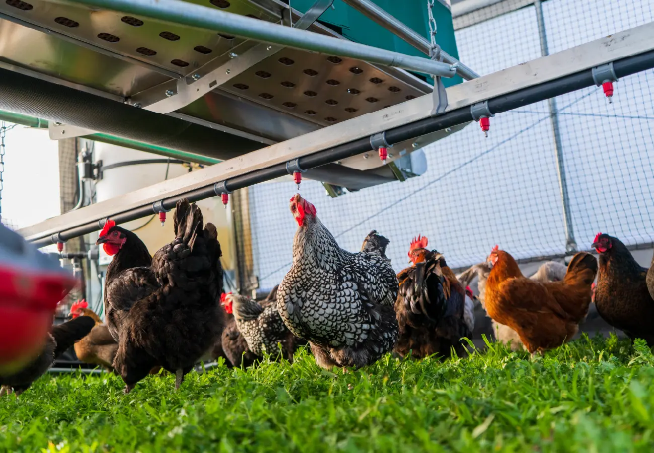 Close-up of pasture-raised hens drinking from nipple waterers inside a mobile ROVA|BARN, standing on fresh green grass.