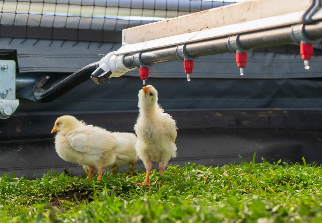 Three yellow chicks standing on grass under a nipple watering line in a mobile chicken barn.