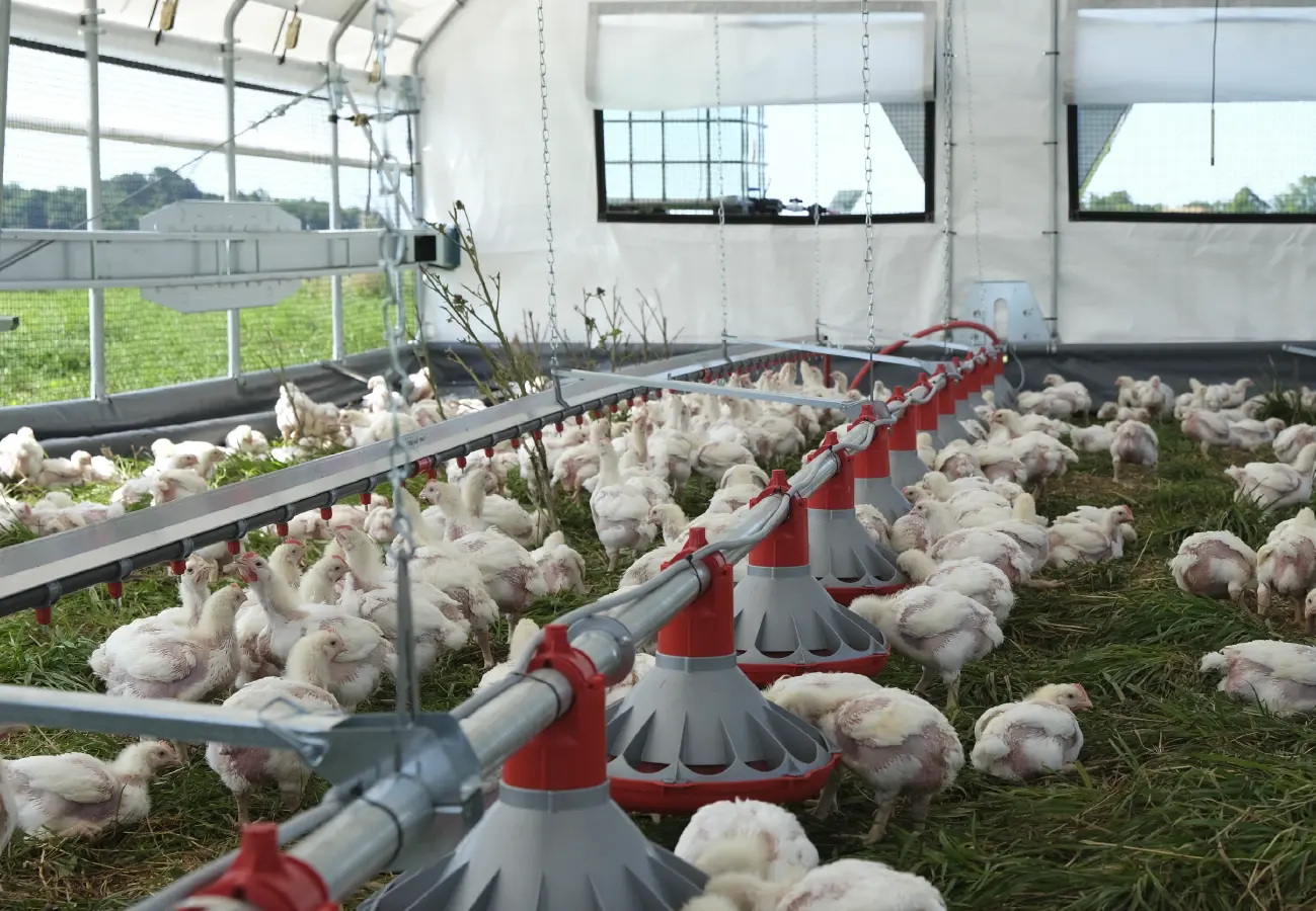Large group of white broiler chickens inside a ROVA|BARN, gathered under feed and water lines with fresh grass underfoot.