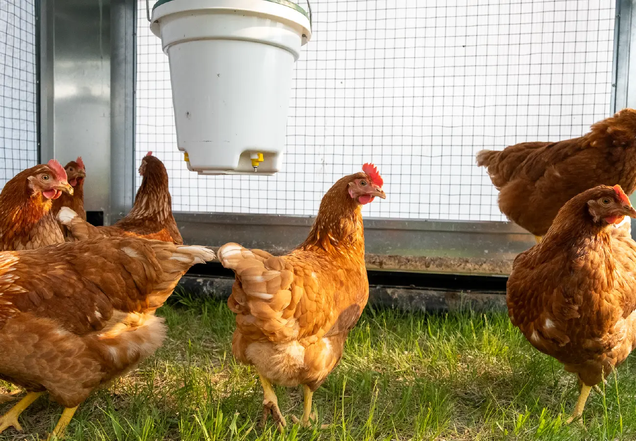 Brown laying hens standing under a white hanging feeder in a mobile chicken barn with green grass below.