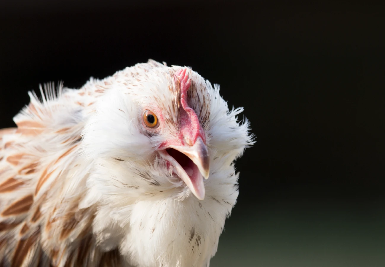 White chicken showing signs of heat stress