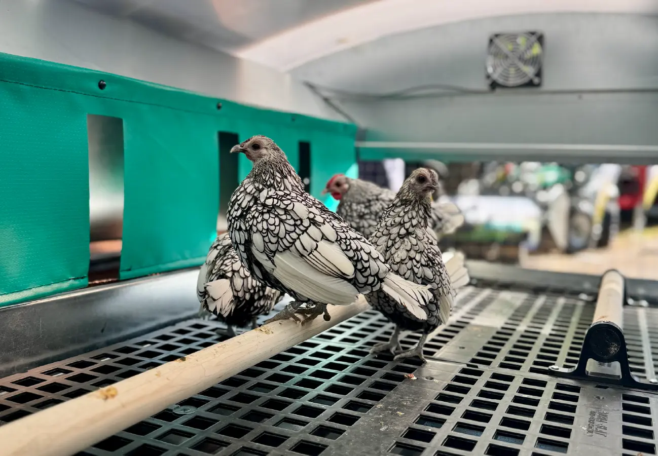 Close-up of chickens perched inside the ROVA|BARN micro, showing the ventilated interior, perch bar, and durable floor grate.