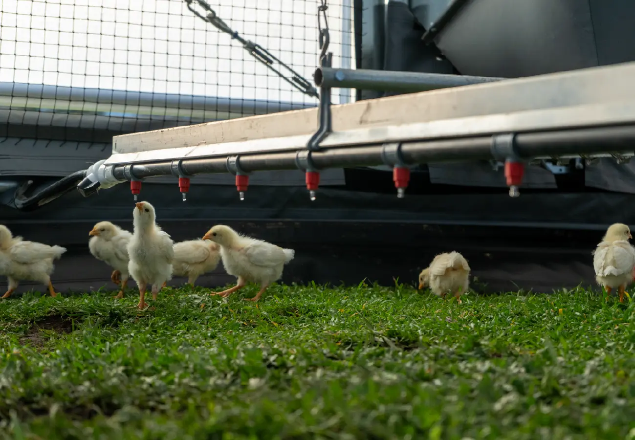 Young chicks moving freely beneath an elevated watering system inside a mobile poultry barn, designed for growth and easy adjustment.