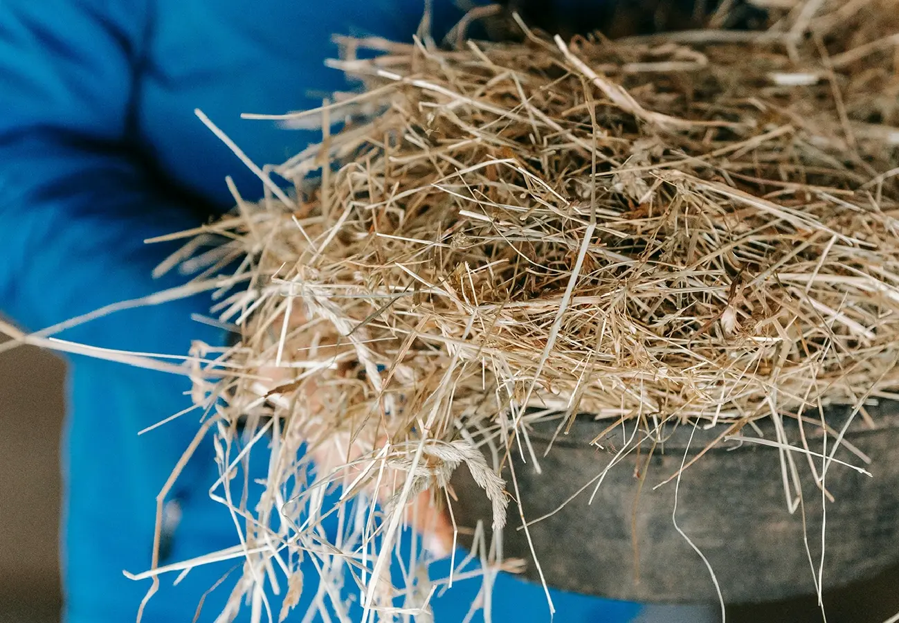 Hands holding a bucket filled with straw bedding for a chicken coop, showing nesting material used for comfort and cleanliness.