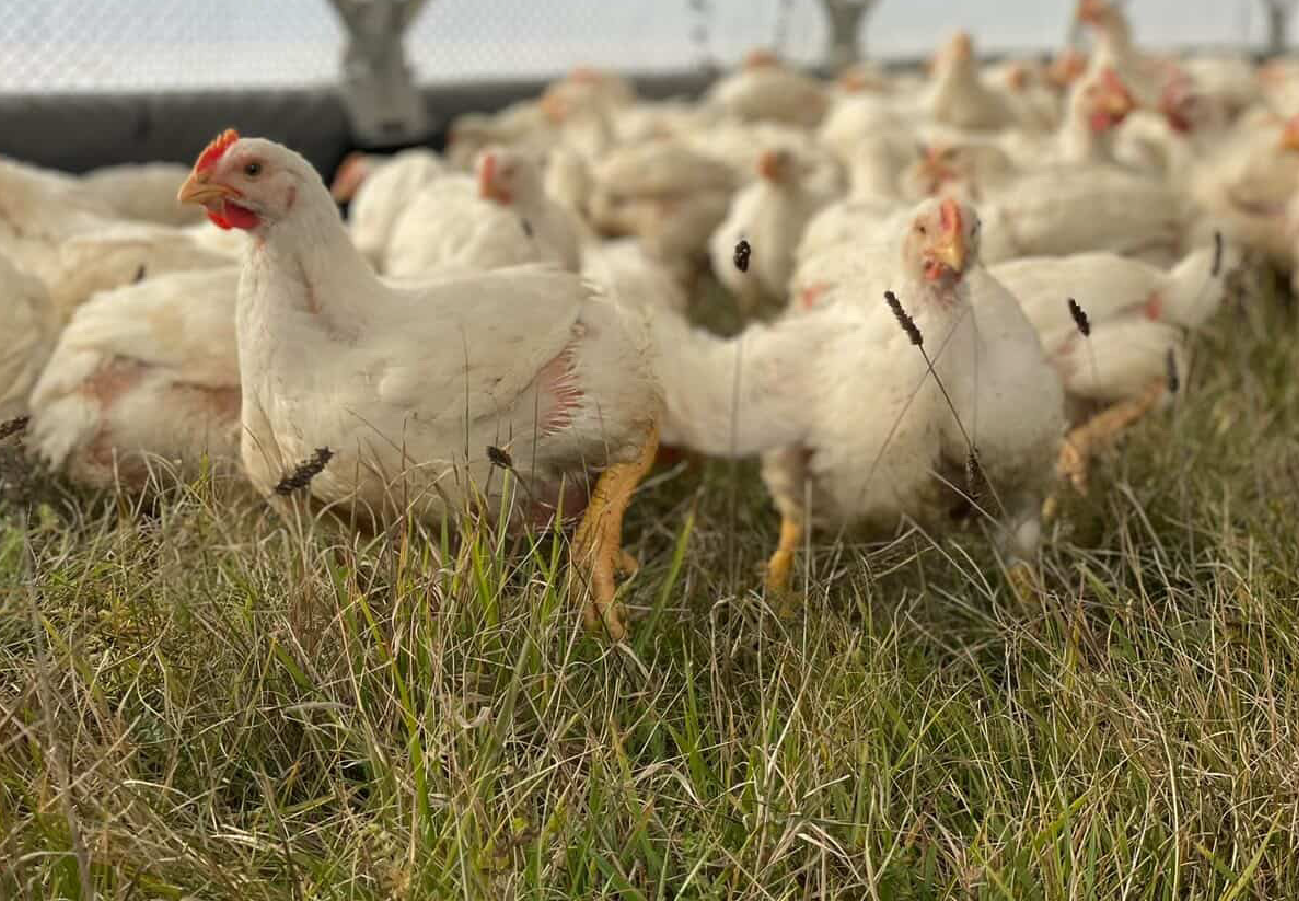 Pasture-raised chickens inside the ROVA|BARN with access to feed, water, ventilation, and outdoor pasture space