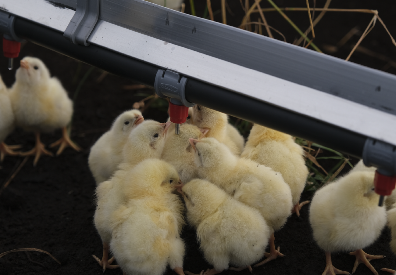 Pasture-raised chickens inside the ROVA|BARN with access to feed, water, ventilation, and outdoor pasture space