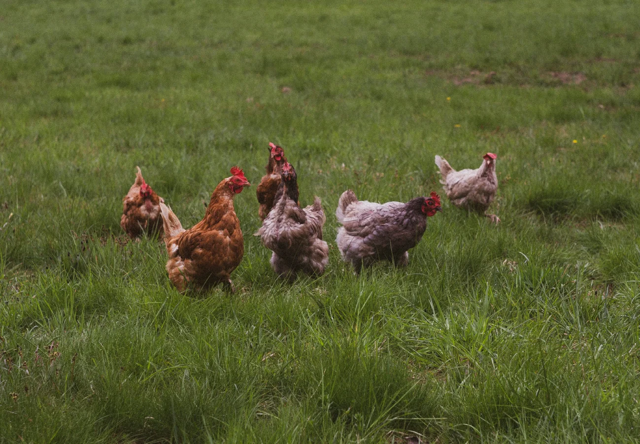 Pasture-raised chickens foraging on fresh grass after a mobile coop move.