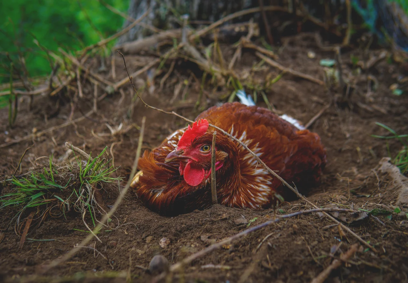 Free-range chickens displaying natural foraging behaviour on fresh pasture.