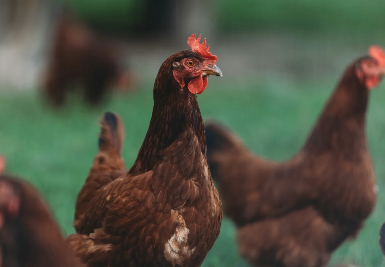 Pasture-raised chickens grazing during cool morning conditions on fresh pasture.