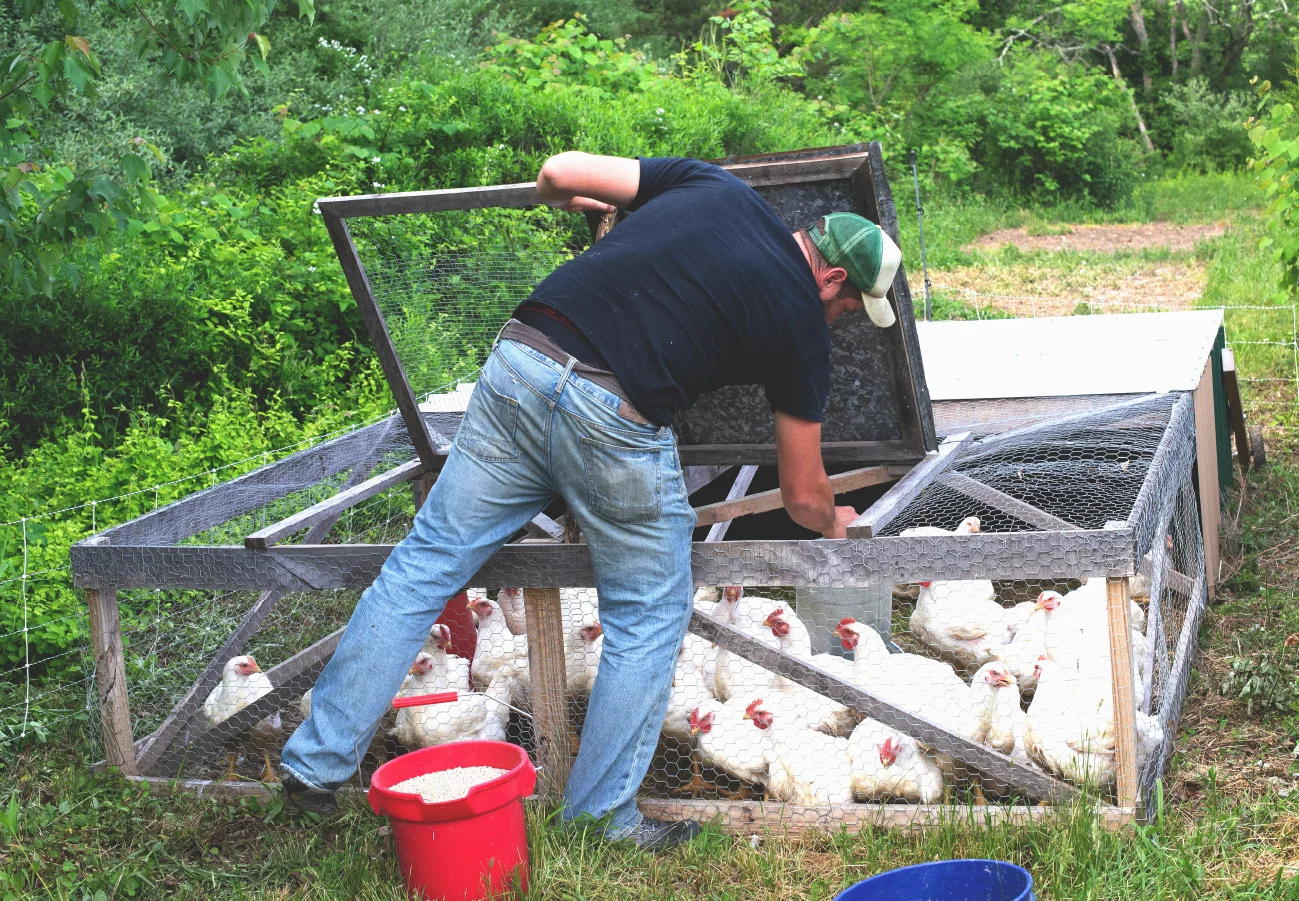 Farmer manually moving a mobile chicken coop to provide fresh grazing area.