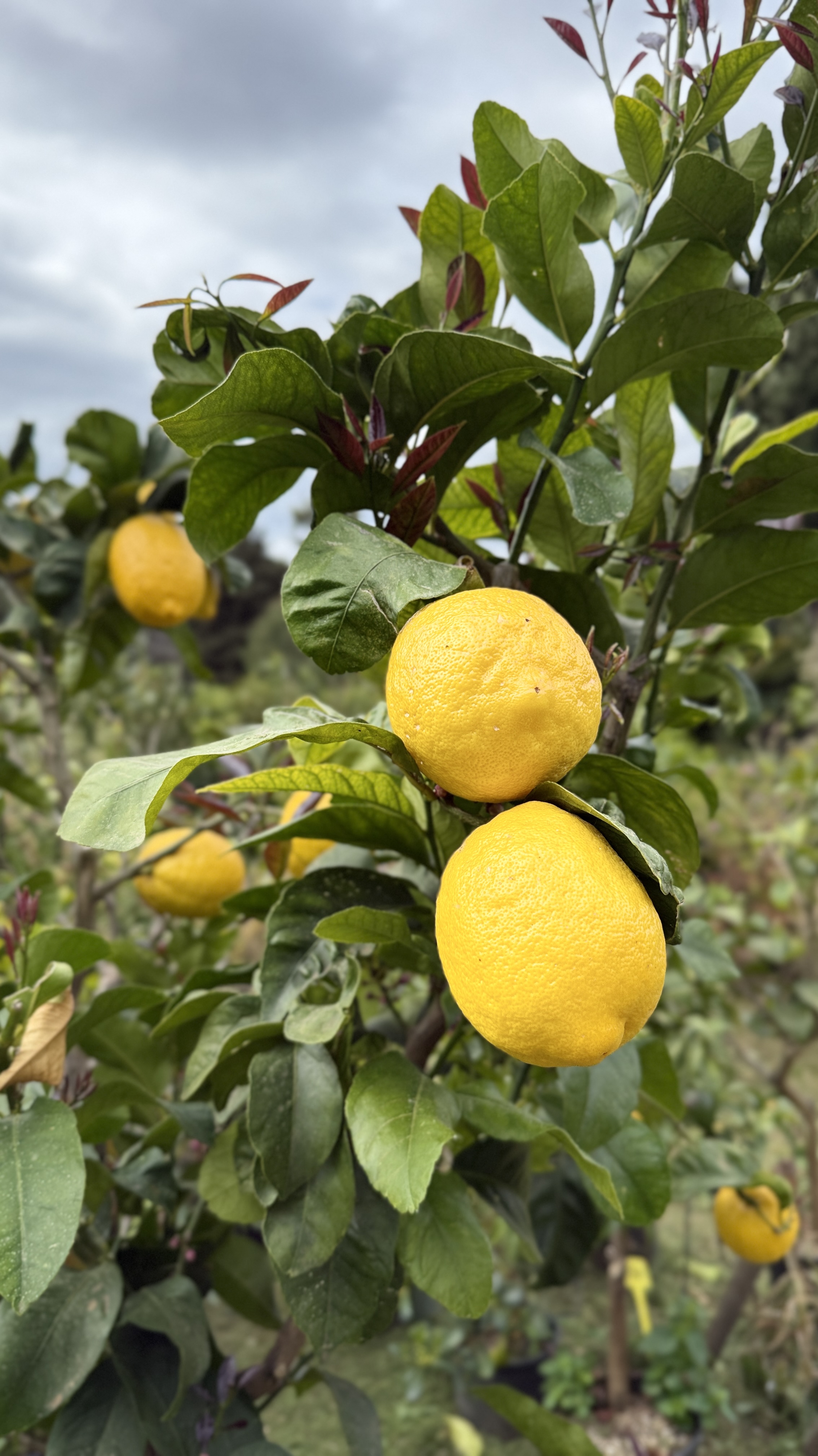 Menton lemons in crate