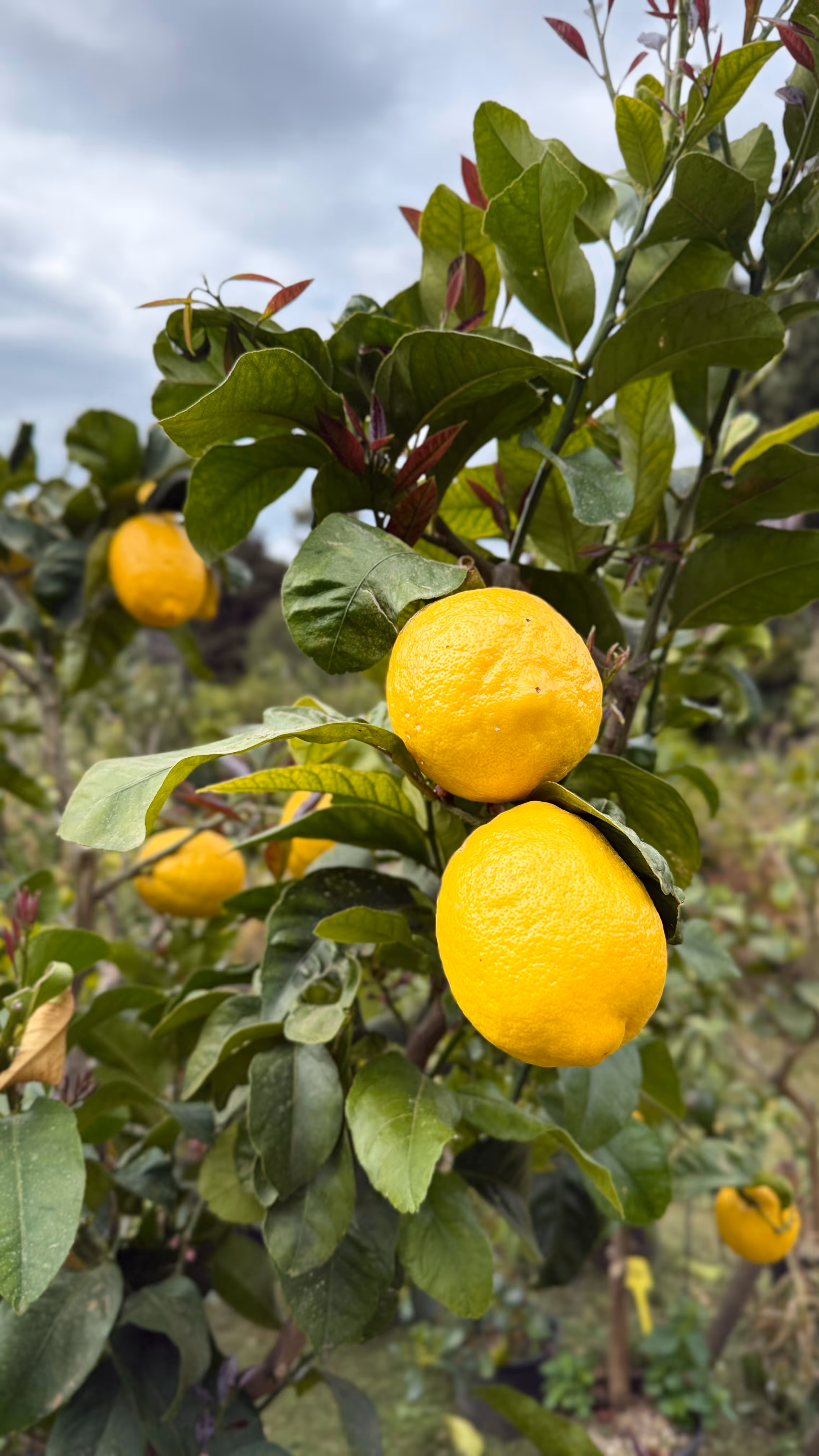 Menton lemons