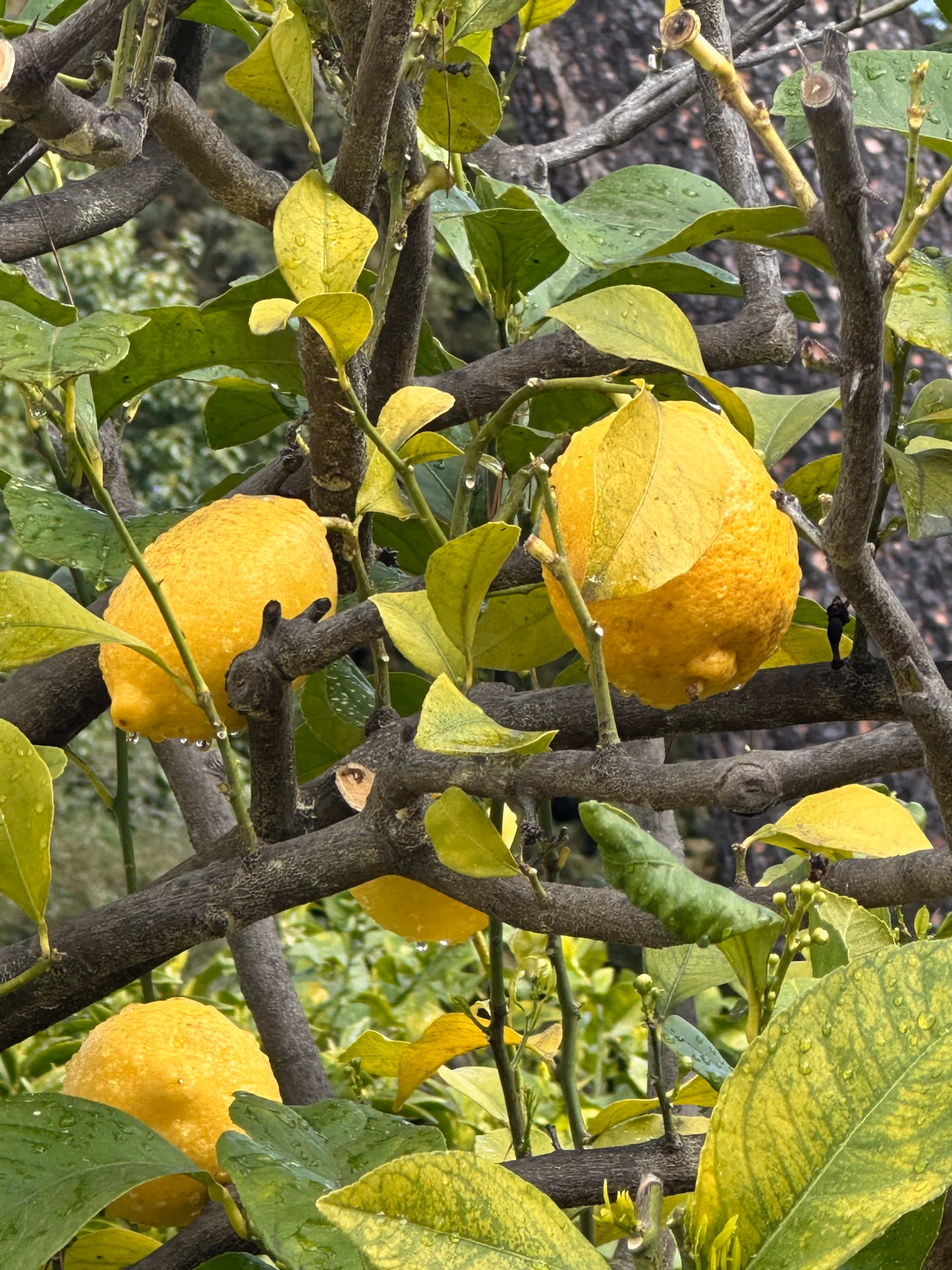 Menton lemon tree