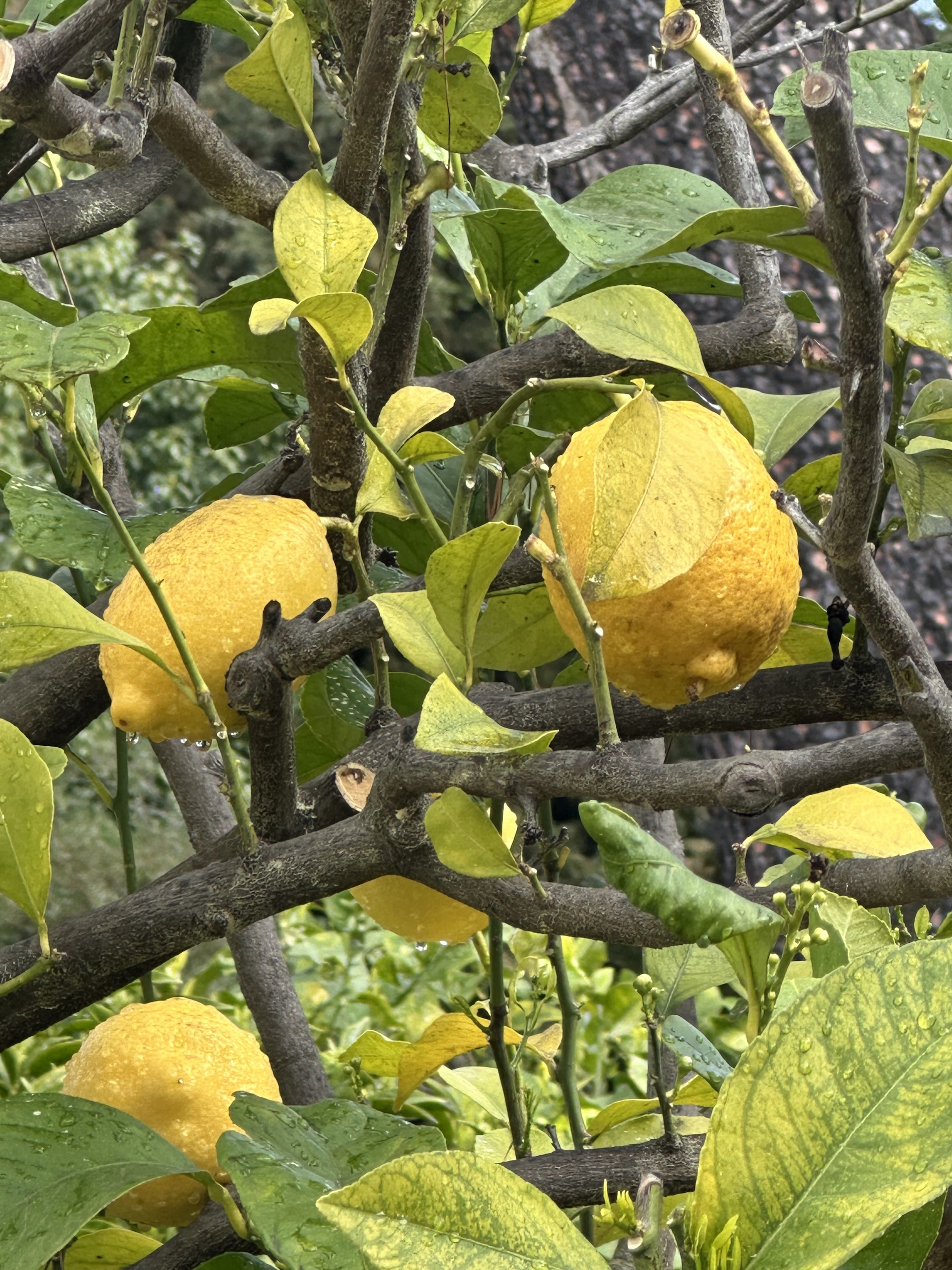 Menton lemon tree