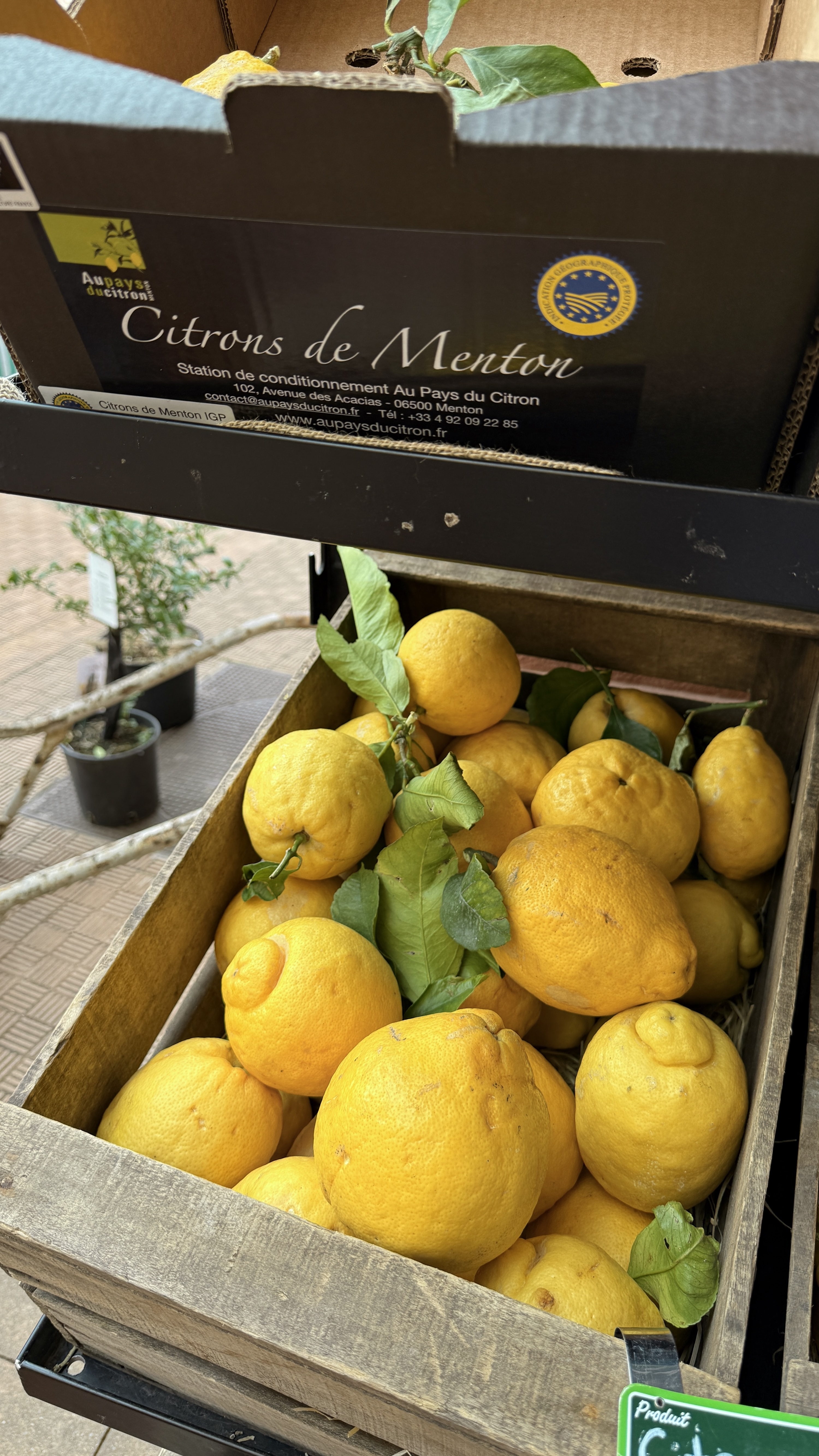Citrons de Menton IGP
