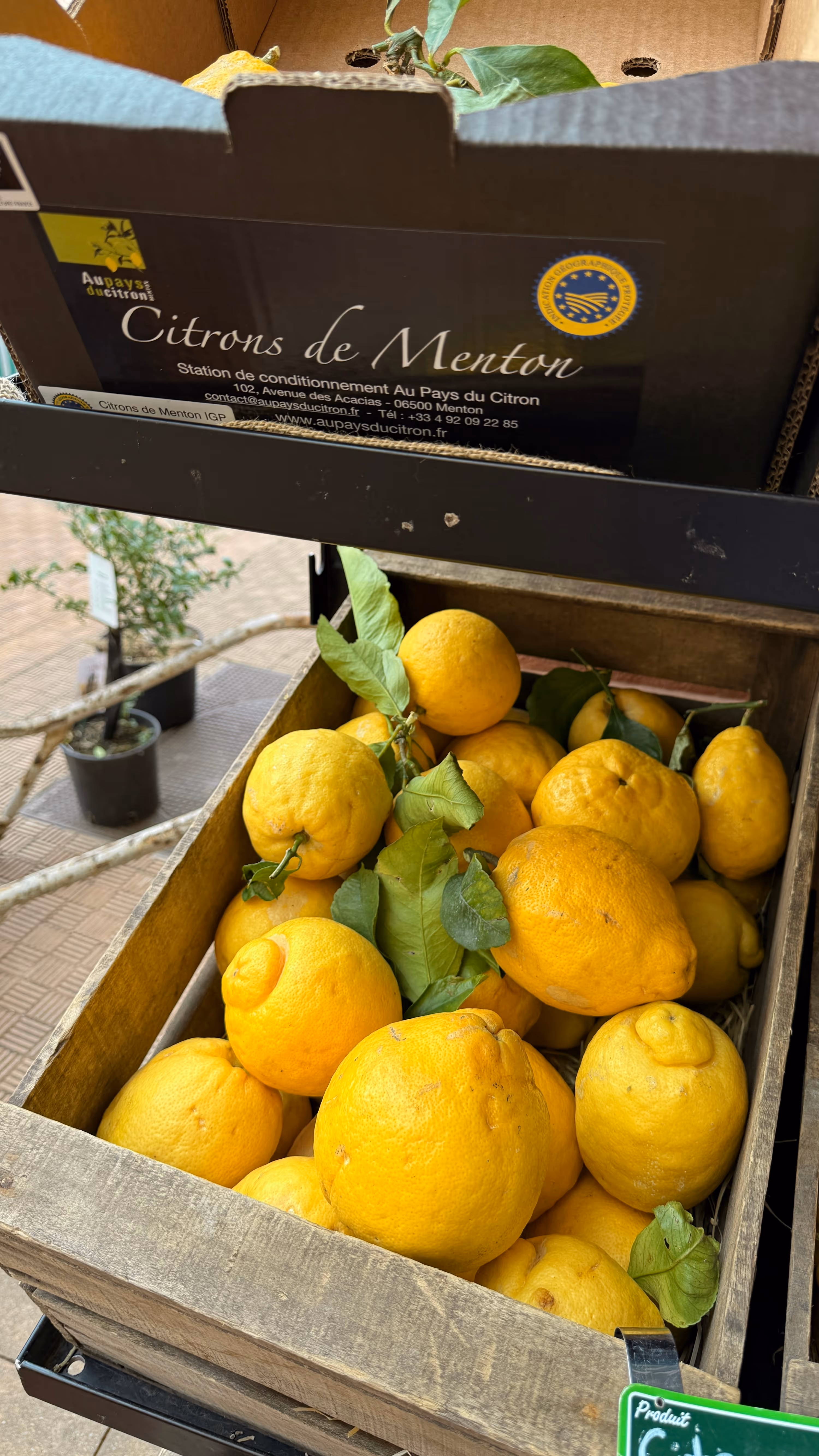 Citrons de Menton IGP