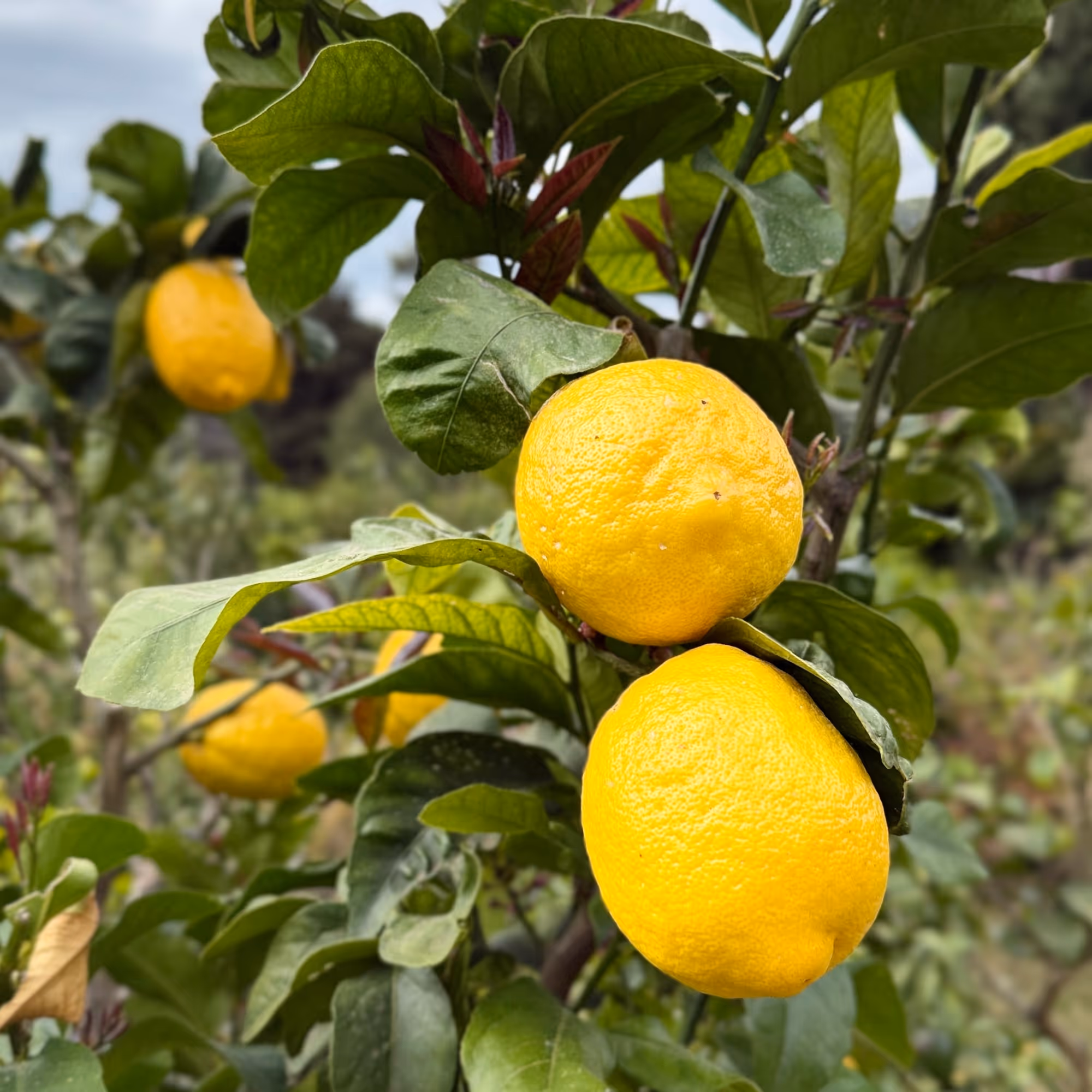 IGP Menton lemons — the key ingredient in Romancello lemon aperitif