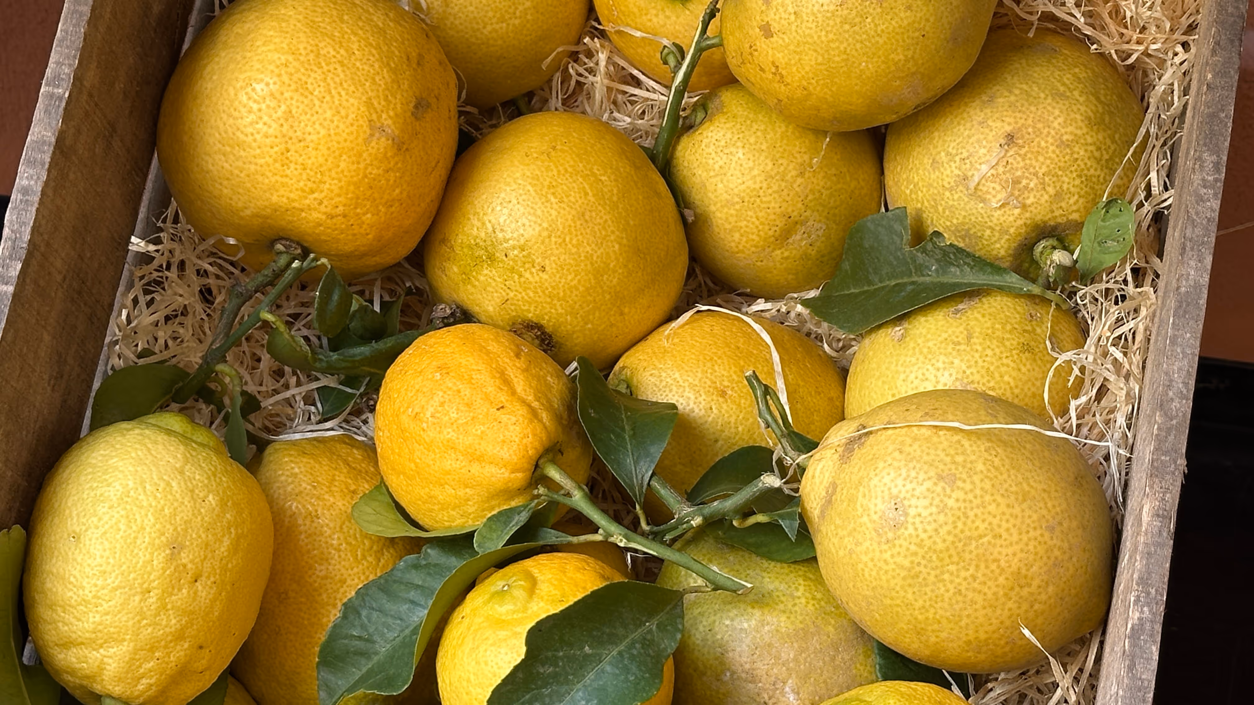Citron de Menton IGP close-up