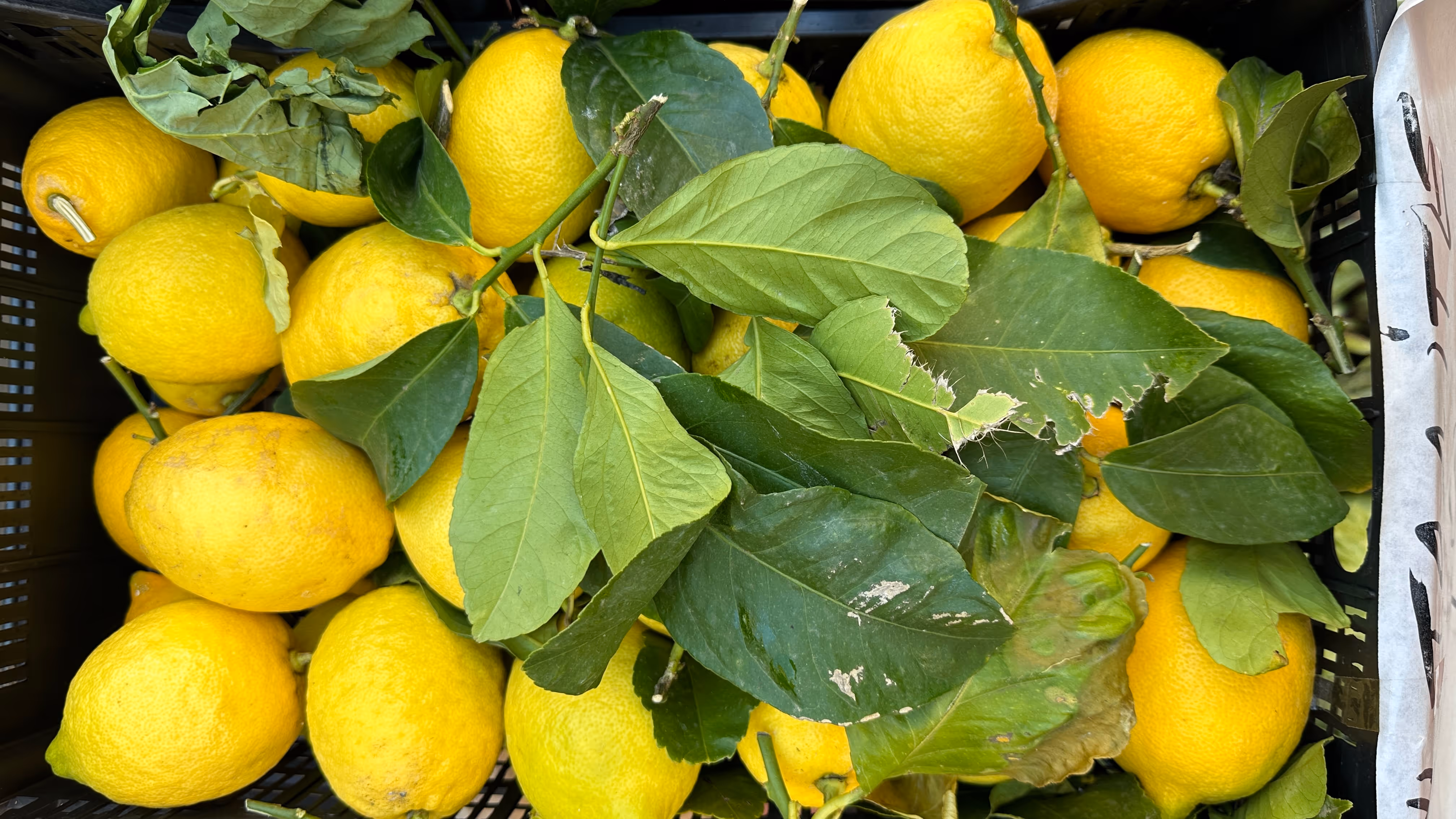 Menton lemon groves, French Riviera