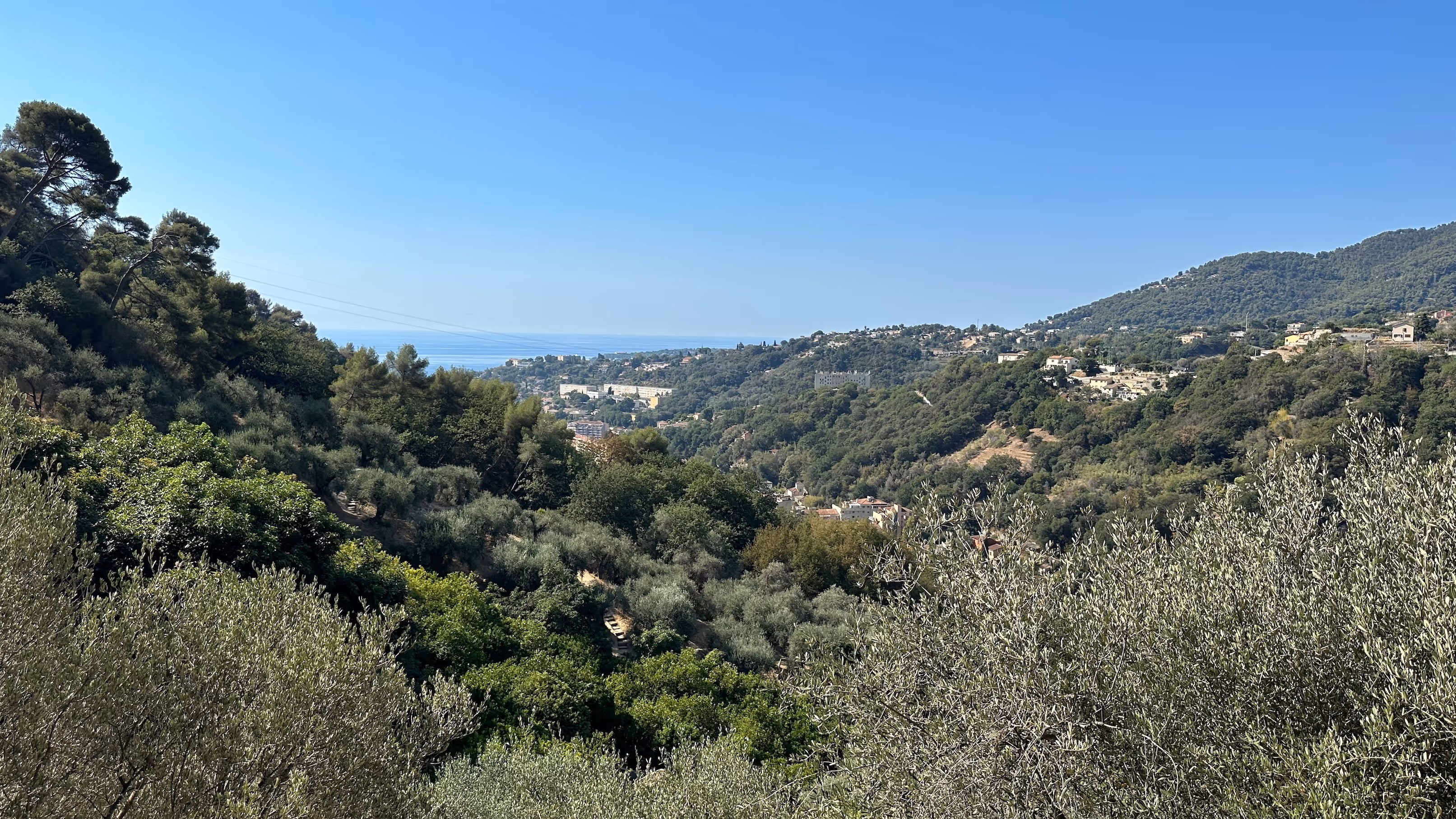 Terraced lemon groves above Menton