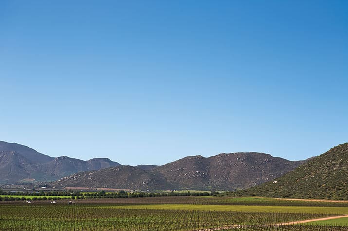 vino mexicano valle de guadalupe, monte xanic