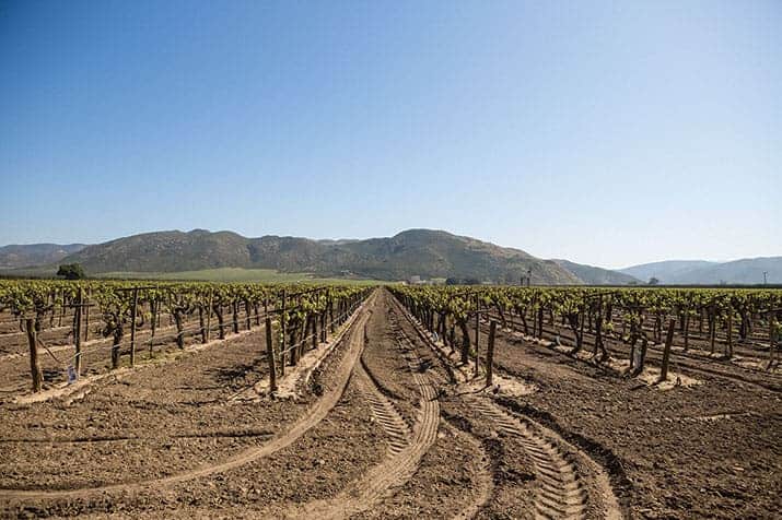 vino mexicano valle de guadalupe, la cetto 3