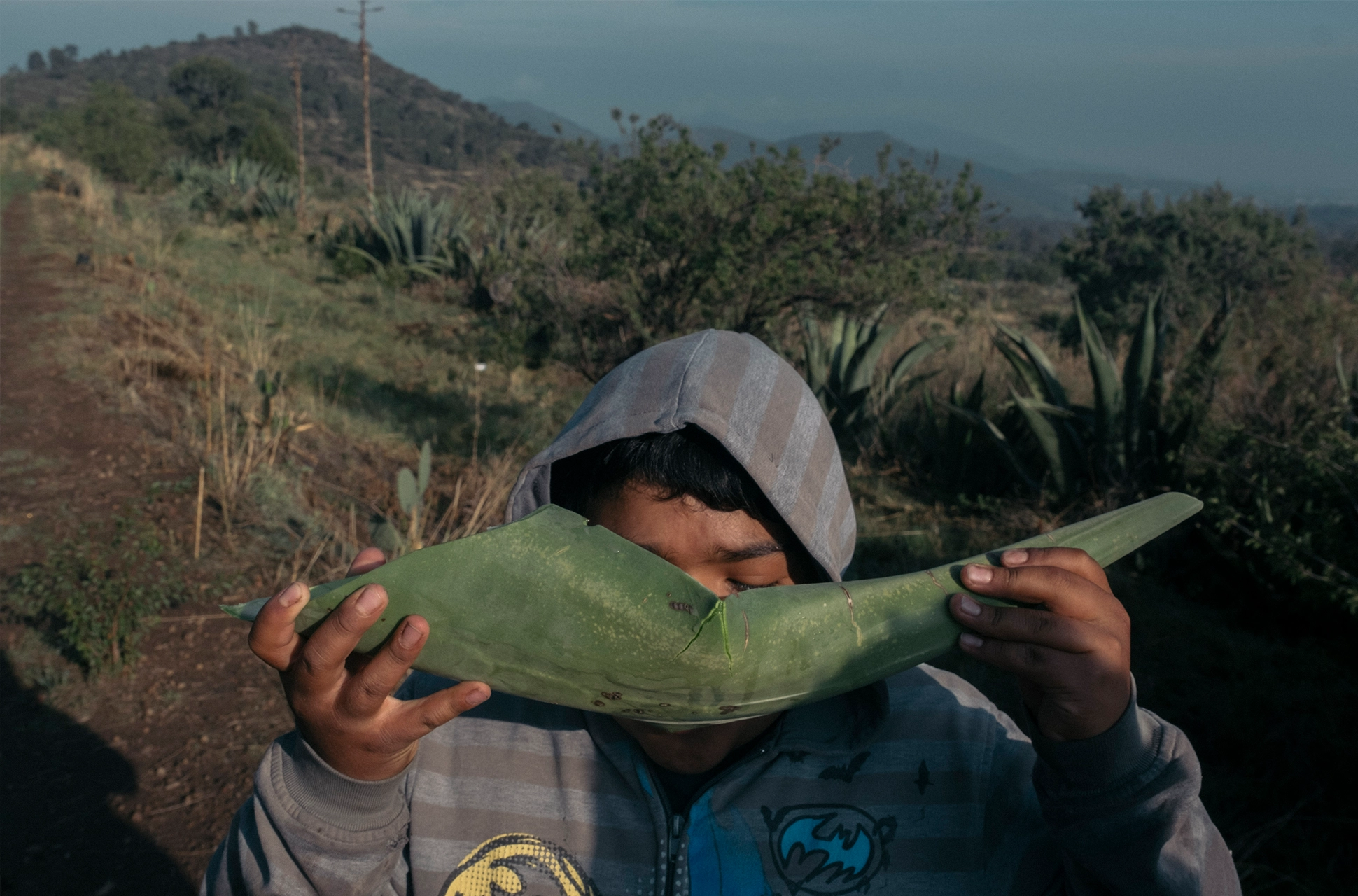Tadeo, de 11 años, hijo de los Gabis, bebe aguamiel recién raspado al amanecer, en los magueyales de Las Joyas Altica, en los límites de los municipios de Otumba y Tepetlaoxtoc, Estado de México.