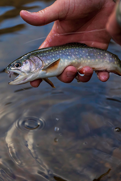 Fly Fishing Bass Frontier Anglers
