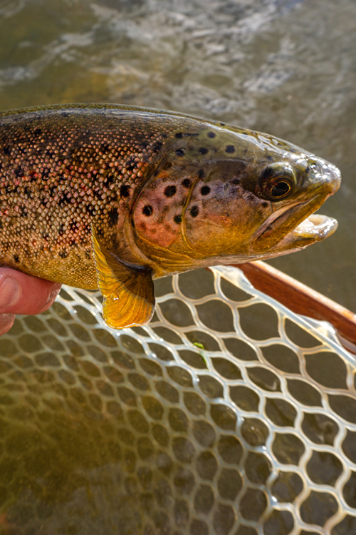 Fly Fishing Smallmouth Bass in Tennessee
