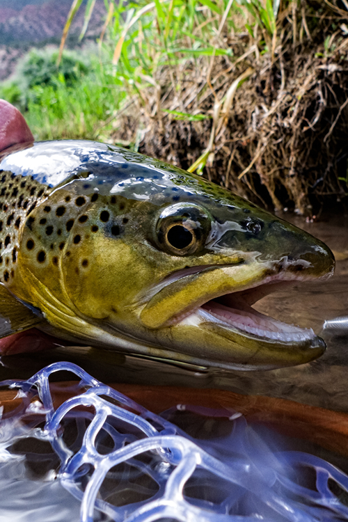 Fly Fishing Guide East Tennessee
