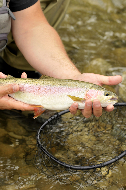 Beginner Level Fishing Guide East Tennessee
