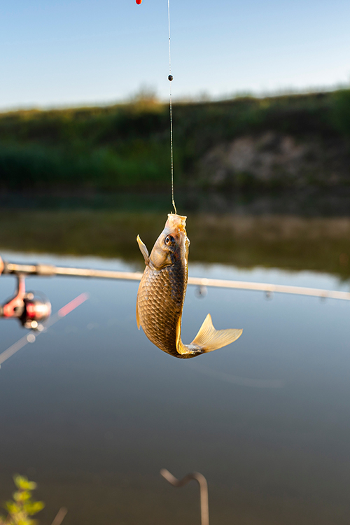Rod Fishing Guide in East Tennessee

