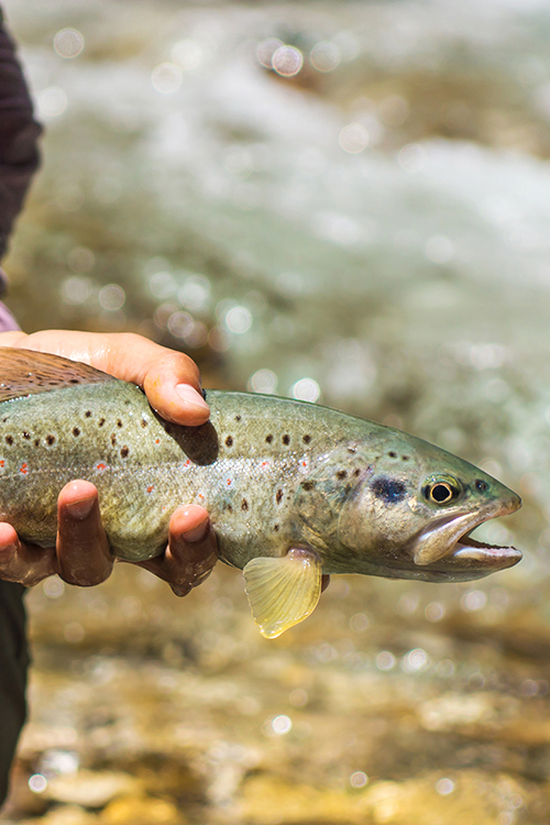 Fishing Guide Trip in Tennessee
