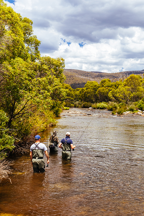 Fly Fishing in Cherokee – Holston River
