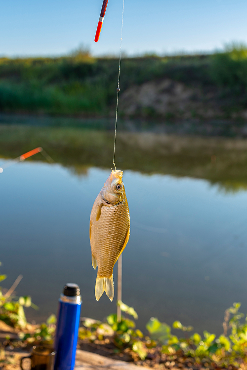 What Is a Dry Dropper Rig for Trout Fishing
