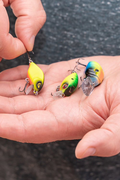 Smallmouth Bass Striking Hopper Flies
