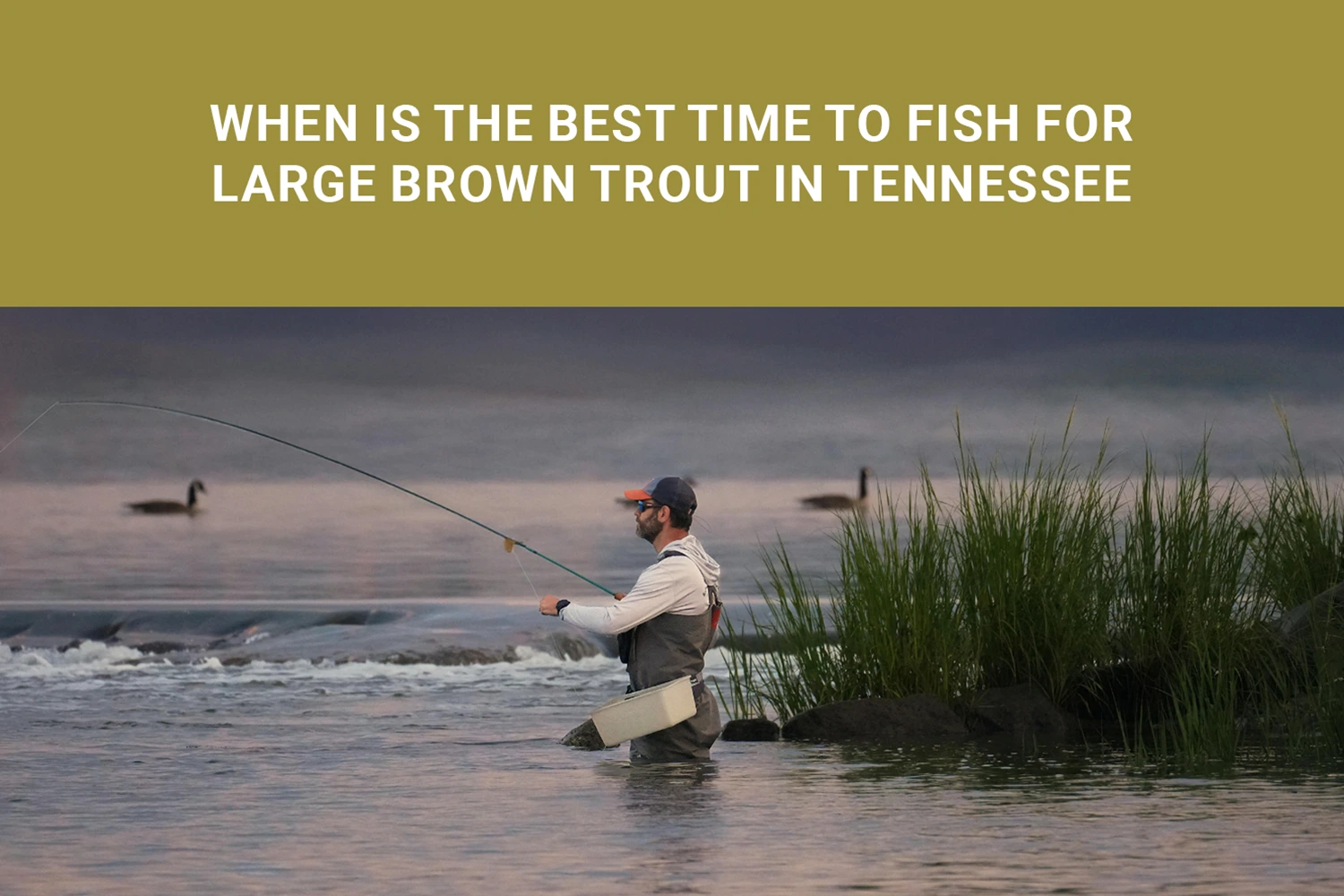 Brown Trout Fishing In Tennessee Rivers