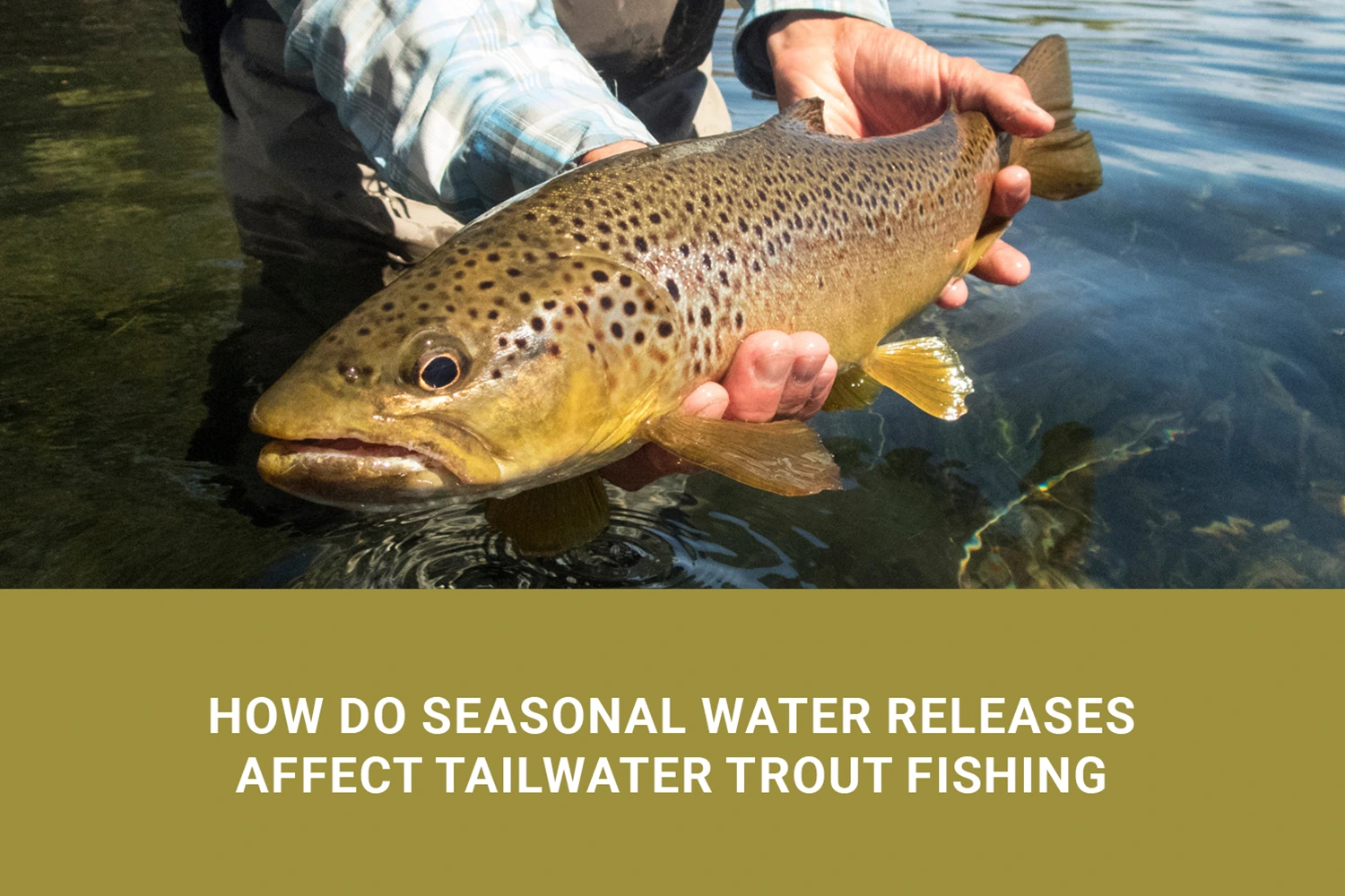 Angler Fly Fishing Tennessee Tailwaters For Trout