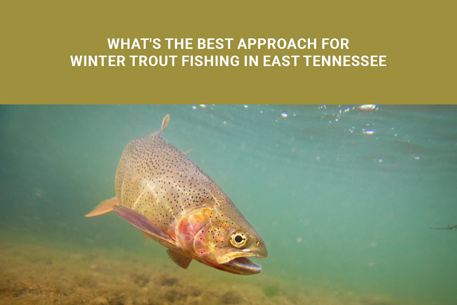 Angler Winter Trout Fishing In East Tennessee River