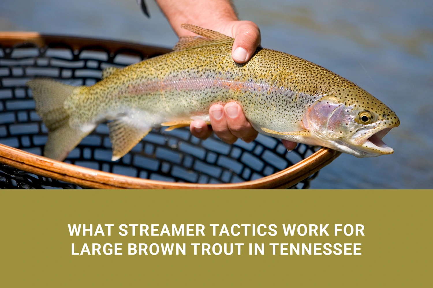 Angler Streamer Fishing for Brown Trout in Tennessee