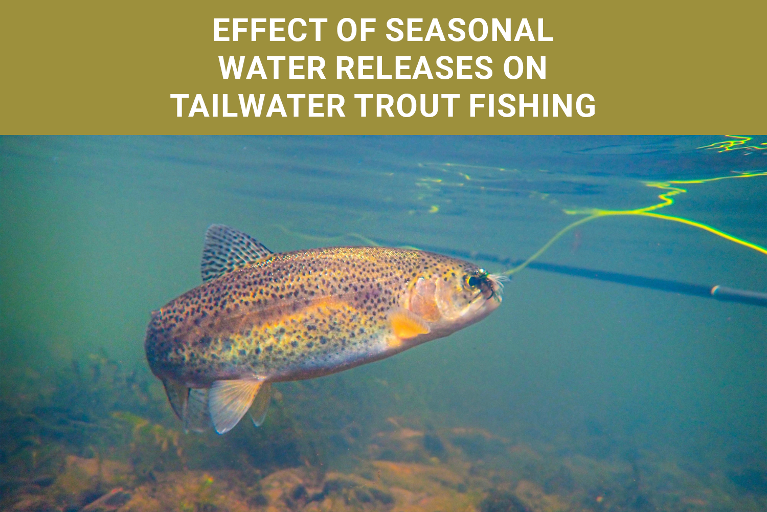 Angler Fly Fishing Tennessee Tailwaters For Trout
