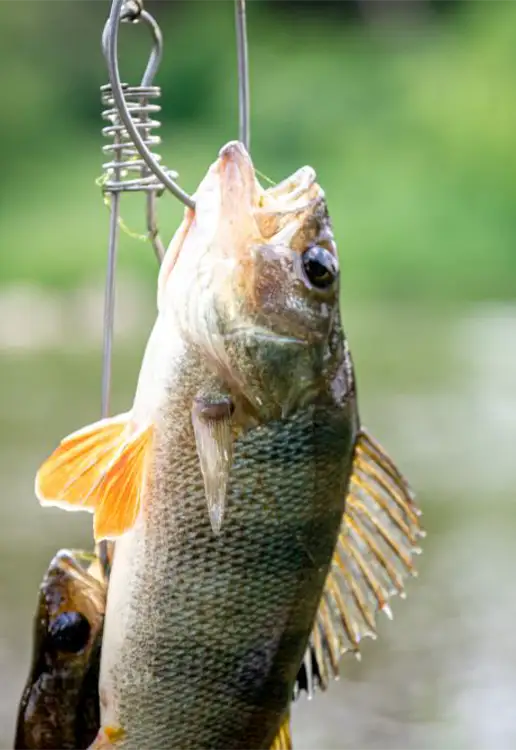 Best Fishing Lakes in Tennessee Map