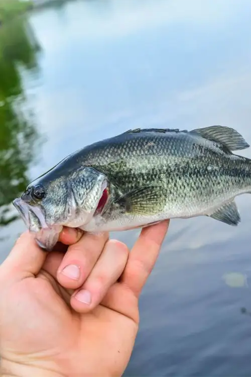 Smallmouth Bass Water Temperature Chart